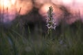 Very rare endangered orchid Platanthera the lesser butterfly-orchid in the meadow at sunset with robins in the backgroun