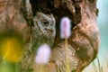 A very rare Eurasian Scops Owl Otus scops looking out of a hole in a tree trunk. Around blooming meadow, beautiful colorful Royalty Free Stock Photo