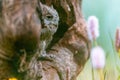 A very rare Eurasian Scops Owl Otus scops looking out of a hole in a tree trunk. Around blooming meadow, beautiful colorful Royalty Free Stock Photo