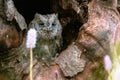 A very rare Eurasian Scops Owl Otus scops looking out of a hole in a tree trunk. Around blooming meadow, beautiful colorful Royalty Free Stock Photo