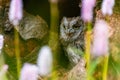 A very rare Eurasian Scops Owl Otus scops looking out of a hole in a tree trunk. Around blooming meadow, beautiful colorful Royalty Free Stock Photo