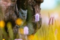 A very rare Eurasian Scops Owl Otus scops looking out of a hole in a tree trunk. Around blooming meadow, beautiful colorful Royalty Free Stock Photo