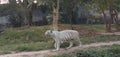 Indian Rare White Tiger