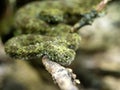 very rare Mangshan Pit viper, Protobothrops mangshanensis, is very brightly colored Royalty Free Stock Photo