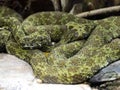 very rare Mangshan Pit viper, Protobothrops mangshanensis, is curiously colored Royalty Free Stock Photo