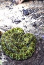 very rare Mangshan pitviper, Protobothrops mangshanensis, has a beautiful camouflage color, perhaps overlooked Royalty Free Stock Photo