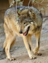 The Very Rare Mexican Wolf