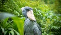 Very rare and nice the shoebill Balaeniceps rex