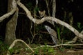 Very rare ocelot in the night of brazilian jungle Royalty Free Stock Photo