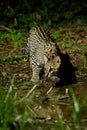 Very rare ocelot in the night of brazilian jungle Royalty Free Stock Photo