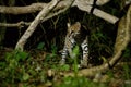 Very rare ocelot in the night of brazilian jungle Royalty Free Stock Photo