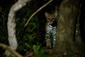 Very rare ocelot in the night of brazilian jungle