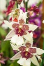 Very rare orchid flowers from keukenhof garden Royalty Free Stock Photo
