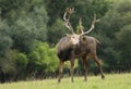 Very rare PÃ¨re David\'s deer in autumn