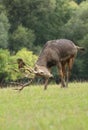 Very rare PÃ¨re David\'s deer in autumn