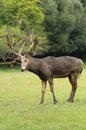 Very rare PÃ¨re David\'s deer in autumn