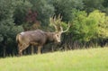 Very rare PÃ¨re David\'s deer in autumn