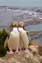 Very rare pair of Yellow-Eyed Pengui, Megadyptes antipodes Royalty Free Stock Photo