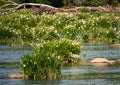 Very rare Rocky shoals spider lilies in bloom with a blue heron wading beside.