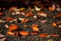 Vibrant Red Fall Season Leaf On The Forest Floor Of The Pacific Northwest, Washington, United States Royalty Free Stock Photo