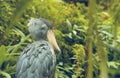 Very rare the shoebill Balaeniceps rex also known as whalehead, whale-headed stork, or shoe-billed stork in Prague zoo