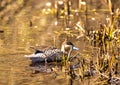 Very rare shot of a versicolor teal Spatula versicolor on a small pond in Germany