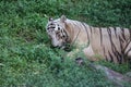 This is a very rare shot of a wild white tiger.White tiger in prone.big white tiger lying on grass close up