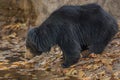 Very rare sloth bear male search for termites in indian forest Royalty Free Stock Photo