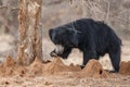 Very rare sloth bear male search for termites in indian forest Royalty Free Stock Photo