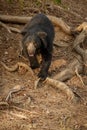 Very rare sloth bear male search for termites in indian forest Royalty Free Stock Photo