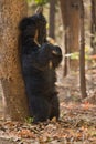 Very rare sloth bear male search for termites in indian forest Royalty Free Stock Photo