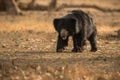 Very rare sloth bear male search for termites in indian forest Royalty Free Stock Photo