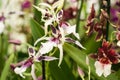 Very rare orchid flowers from keukenhof garden Royalty Free Stock Photo