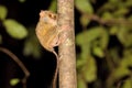 Very rare Spectral Tarsier, Tarsius spectrum,Tangkoko National Park, Sulawesi, Indonesia Royalty Free Stock Photo