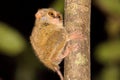 Very rare Spectral Tarsier, Tarsius spectrum,Tangkoko National Park, Sulawesi, Indonesia Royalty Free Stock Photo