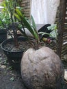 This is a very rare three-sprouted coconut