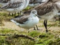 Nordmann\'s Greenshank in Queensland Australia