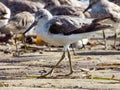 Nordmann\'s Greenshank in Queensland Australia