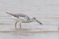 Nordmann`s Greenshank in Queensland Australia