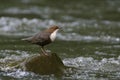 Cinclus cinclus aka White-throated dipper on stone in the river. Royalty Free Stock Photo