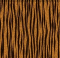 realistic orange tiger skin pattern background Royalty Free Stock Photo