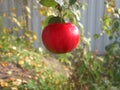 A apple close up hanging on a tree in the garden on a blurred natural background outdoors on a nice summer day.