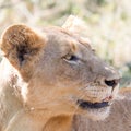 Head portrait of lioness