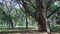Beautiful greenery area with sunshades & a bench at Cubbon Park, Bangalore, India.