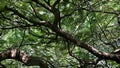 Natural patterns of branches & leaves at Cubbon Park, Bangalore, India.