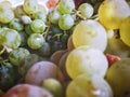 very ripe wine grapes, amber Royalty Free Stock Photo