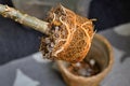 Rootbound root ball of houseplant with orange color from fertilizer