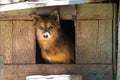 Very sad, alone dog, bad people Royalty Free Stock Photo