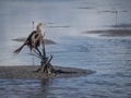 Very sad Anhinga tied bill with fishing nets