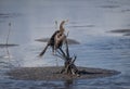 Very sad Anhinga tied bill with fishing nets